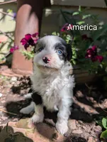 America, a female Miniature Aussiedoodle for sale in Ashwood, OR – 2 of 5
