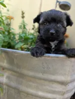 Hero, a female Miniature Aussiedoodle for sale in Ashwood, OR – 6 of 6