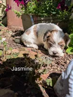 Jasmine , a female Shihpoo for sale in Ashwood, OR – 5 of 7