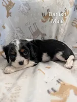 AKC Danish, a male Cavalier King Charles Spaniel for sale in Ashwood, OR – Photo 5 of 5