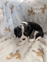 AKC Danish, a male Cavalier King Charles Spaniel for sale in Ashwood, OR – Photo 3 of 5