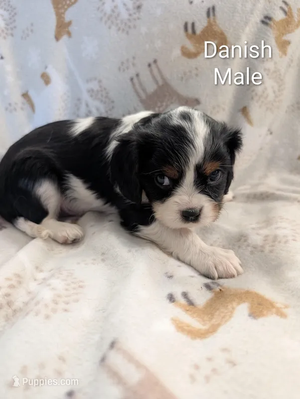AKC Danish – Cavalier King Charles Spaniel puppy for sale in Ashwood, OR