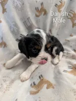AKC Danish, a male Cavalier King Charles Spaniel for sale in Ashwood, OR – Photo 4 of 5