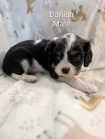 AKC Danish, a male Cavalier King Charles Spaniel for sale in Ashwood, OR – Photo 2 of 5