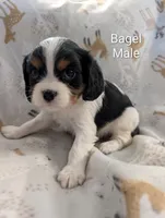 AKC Bagel, a male Cavalier King Charles Spaniel for sale in Ashwood, OR – Photo 4 of 4