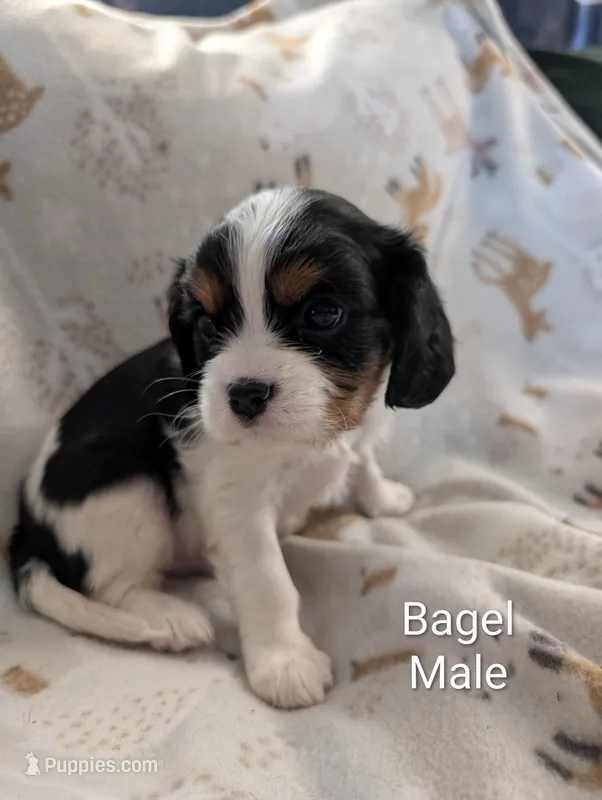 AKC Bagel – Cavalier King Charles Spaniel puppy for sale in Ashwood, OR