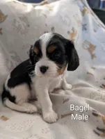 AKC Bagel, a male Cavalier King Charles Spaniel for sale in Ashwood, OR – Photo 1 of 4