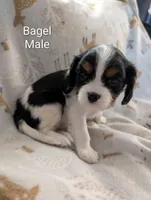 AKC Bagel, a male Cavalier King Charles Spaniel for sale in Ashwood, OR – Photo 3 of 4