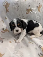 AKC Bagel, a male Cavalier King Charles Spaniel for sale in Ashwood, OR – Photo 2 of 4