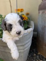 Prince Charming , a male Shihpoo for sale in Ashwood, OR – 7 of 7