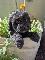 Fish , a male Cavapoo for sale in Ashwood, OR – 4 of 8
