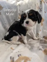 AKC Streudal , a male Cavalier King Charles Spaniel for sale in Ashwood, OR – Photo 2 of 6