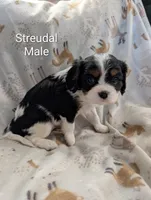 AKC Streudal , a male Cavalier King Charles Spaniel for sale in Ashwood, OR – Photo 4 of 6