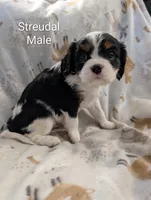 AKC Streudal , a male Cavalier King Charles Spaniel for sale in Ashwood, OR – Photo 3 of 6