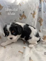 AKC Streudal , a male Cavalier King Charles Spaniel for sale in Ashwood, OR – Photo 5 of 6