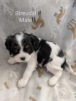 AKC Streudal , a male Cavalier King Charles Spaniel for sale in Ashwood, OR – Photo 6 of 6