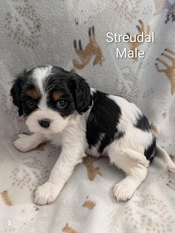 AKC Streudal  – Cavalier King Charles Spaniel puppy for sale in Ashwood, OR