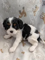 AKC Streudal , a male Cavalier King Charles Spaniel for sale in Ashwood, OR – Photo 1 of 6