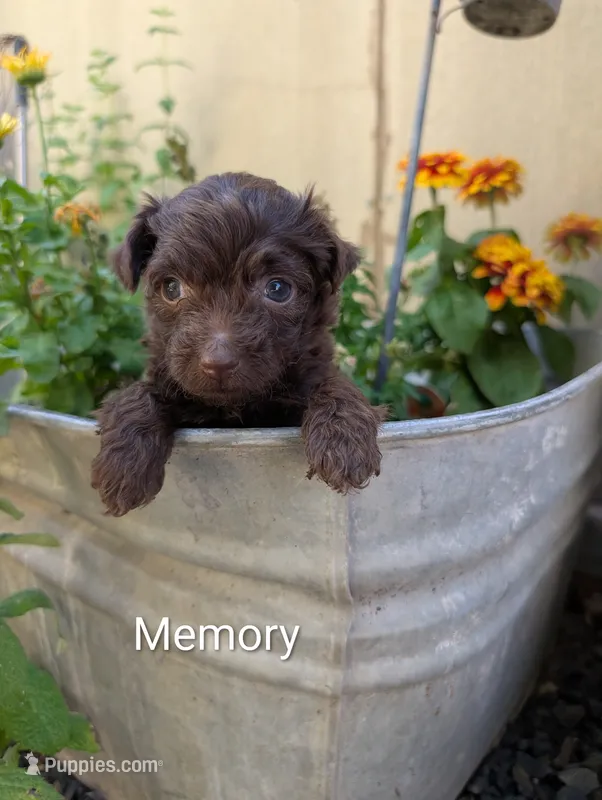 Memory  – Miniature Aussiedoodle puppy for sale in Ashwood, OR