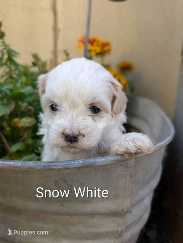 Snow White – Shihpoo puppy for sale in Ashwood, OR