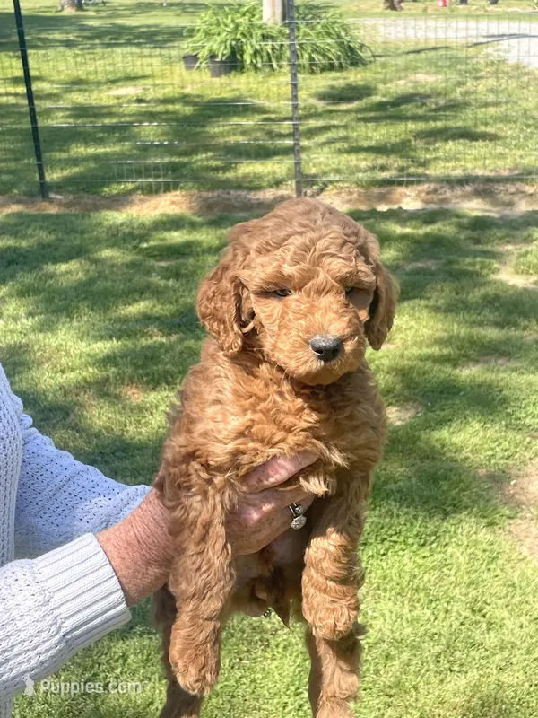 Blue male – Goldendoodle puppy for sale in Greensburg, KY