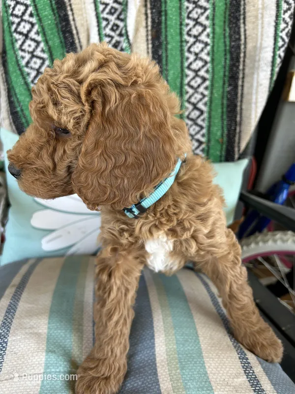 Blue girl – Goldendoodle puppy for sale in Greensburg, KY