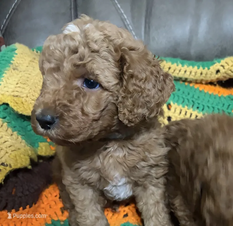 Male black collar – Goldendoodle puppy for sale in Greensburg, KY