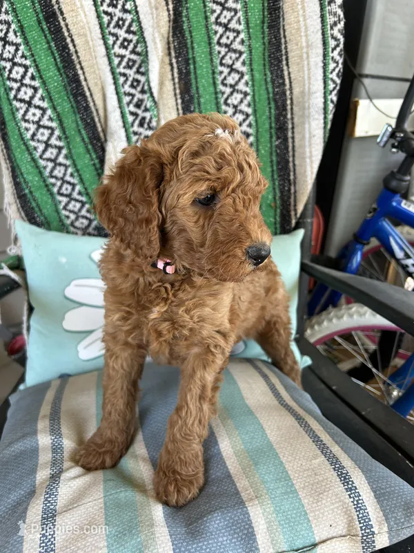 Pink girl – Goldendoodle puppy for sale in Greensburg, KY
