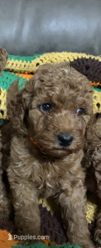 Orange collar pup – Goldendoodle puppy for sale in Greensburg, KY
