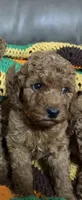 Orange collar pup, a male Goldendoodle for sale in Greensburg, KY – 1 of 1