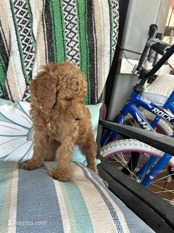 Gray collar – Goldendoodle, Poodle - Miniature  puppy for sale in Greensburg, KY
