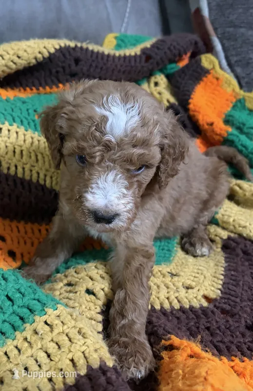 Lime green collar – Goldendoodle puppy for sale in Greensburg, KY