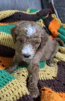 Lime green collar, a male Goldendoodle for sale in Greensburg, KY – 1 of 1