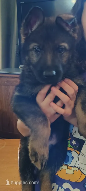 Moose – German Shepherd Dog puppy for sale in Dayton, OH