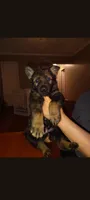 Moose, a male German Shepherd Dog for sale in Dayton, OH – 2 of 2