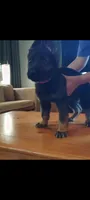 Duke, a male German Shepherd Dog for sale in Dayton, OH – 3 of 6