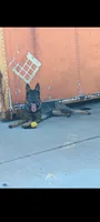 Duke, a male German Shepherd Dog for sale in Dayton, OH – 6 of 6
