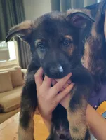 Ace, a male German Shepherd Dog for sale in Dayton, OH – 2 of 2