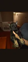Ace, a male German Shepherd Dog for sale in Dayton, OH – 1 of 2
