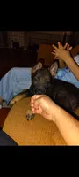 Duke, a male German Shepherd Dog for sale in Dayton, OH – 2 of 6