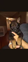 Duke, a male German Shepherd Dog for sale in Dayton, OH – 4 of 6
