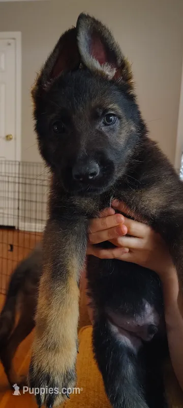Duke – German Shepherd Dog puppy for sale in Dayton, OH