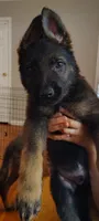 Duke, a male German Shepherd Dog for sale in Dayton, OH – 1 of 6