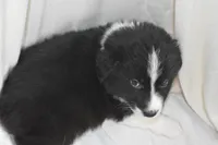Stitch, a male Border Collie and Bernese Mountain Dog for sale in Jackson, MI – 3 of 5