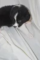 Stitch, a male Border Collie and Bernese Mountain Dog for sale in Jackson, MI – 6 of 7