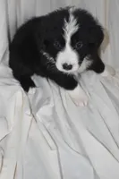 Buttons, a female Border Collie and Bernese Mountain Dog for sale in Jackson, MI – 2 of 4