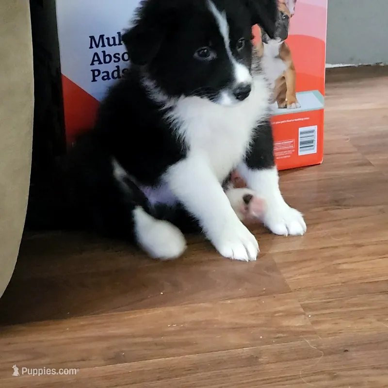 Stitch – Border Collie, Bernese Mountain Dog puppy for sale in Jackson, MI