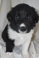 Panther, a male Border Collie and Bernese Mountain Dog for sale in Jackson, MI – 1 of 6