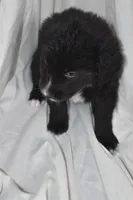 Coco, a female Border Collie and Bernese Mountain Dog for sale in Jackson, MI – 7 of 7
