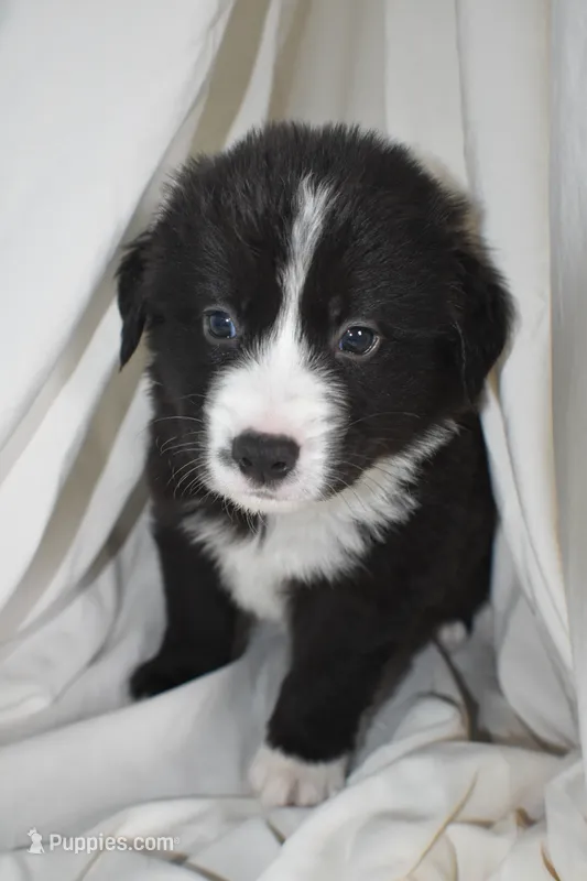 Vader – Border Collie, Bernese Mountain Dog puppy for sale in Jackson, MI